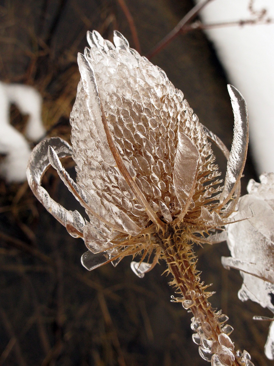 winter wintry frost free photo