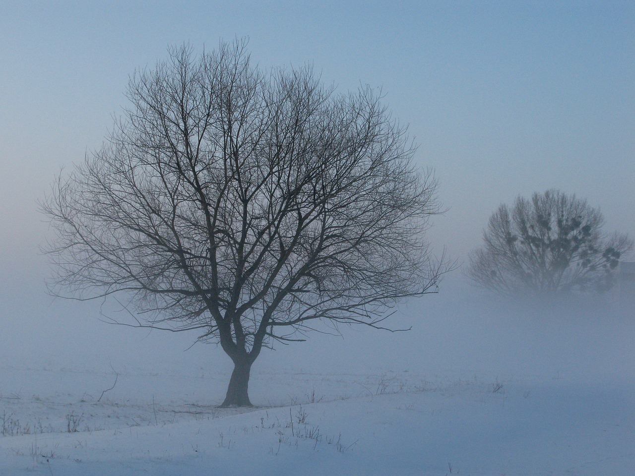 winter fog mysterious free photo
