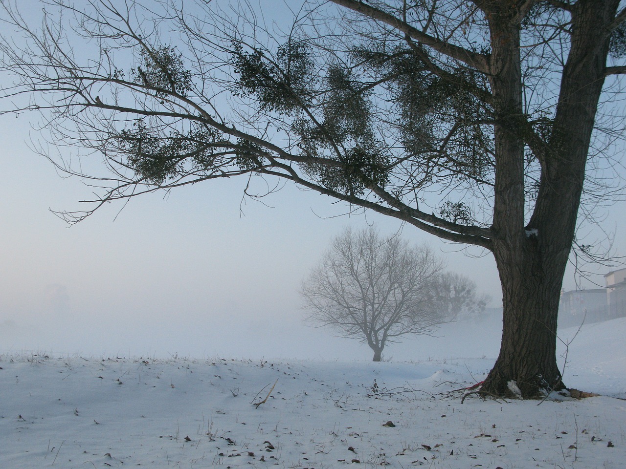 winter fog mysterious free photo