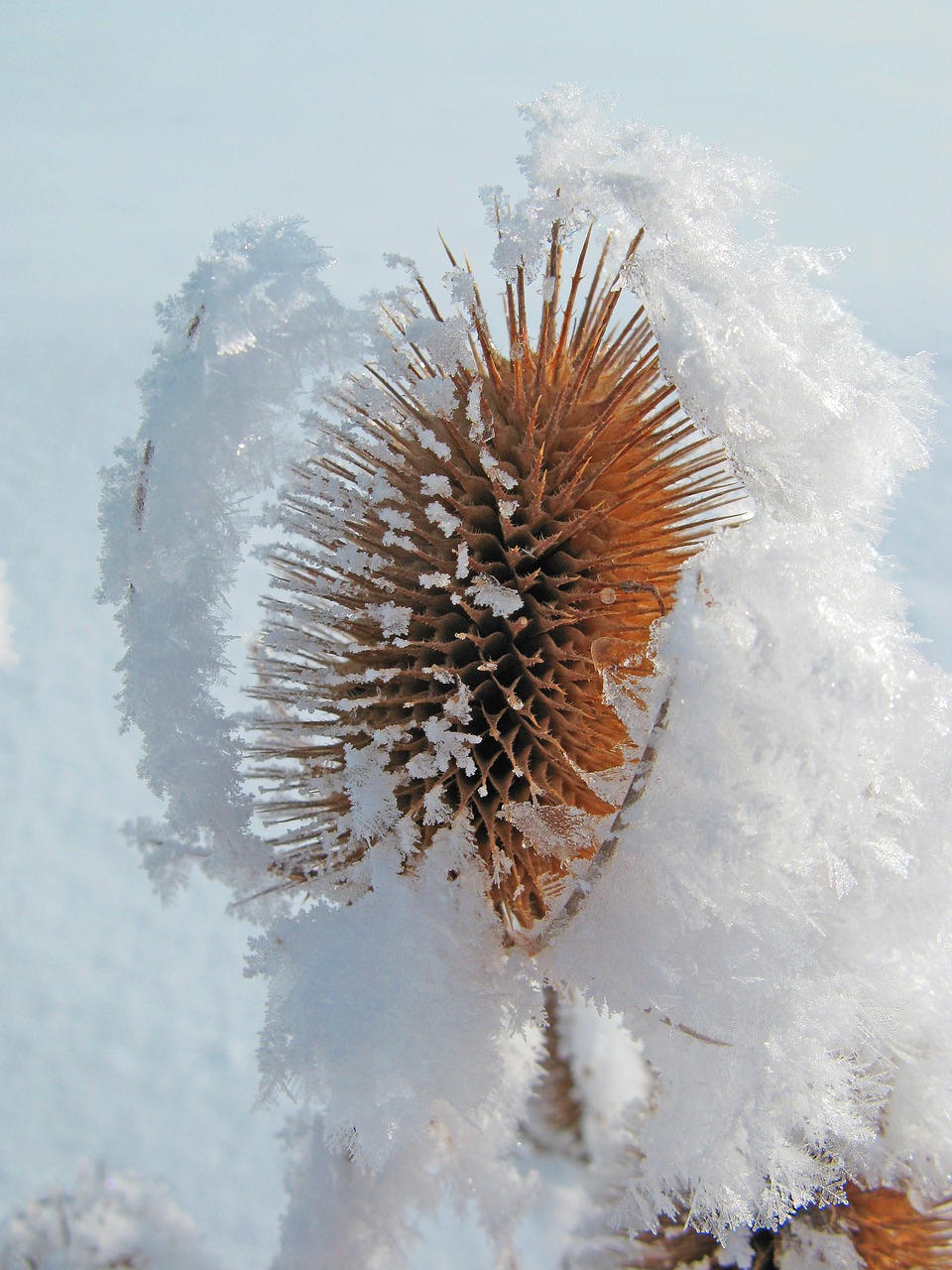 winter frost cold free photo