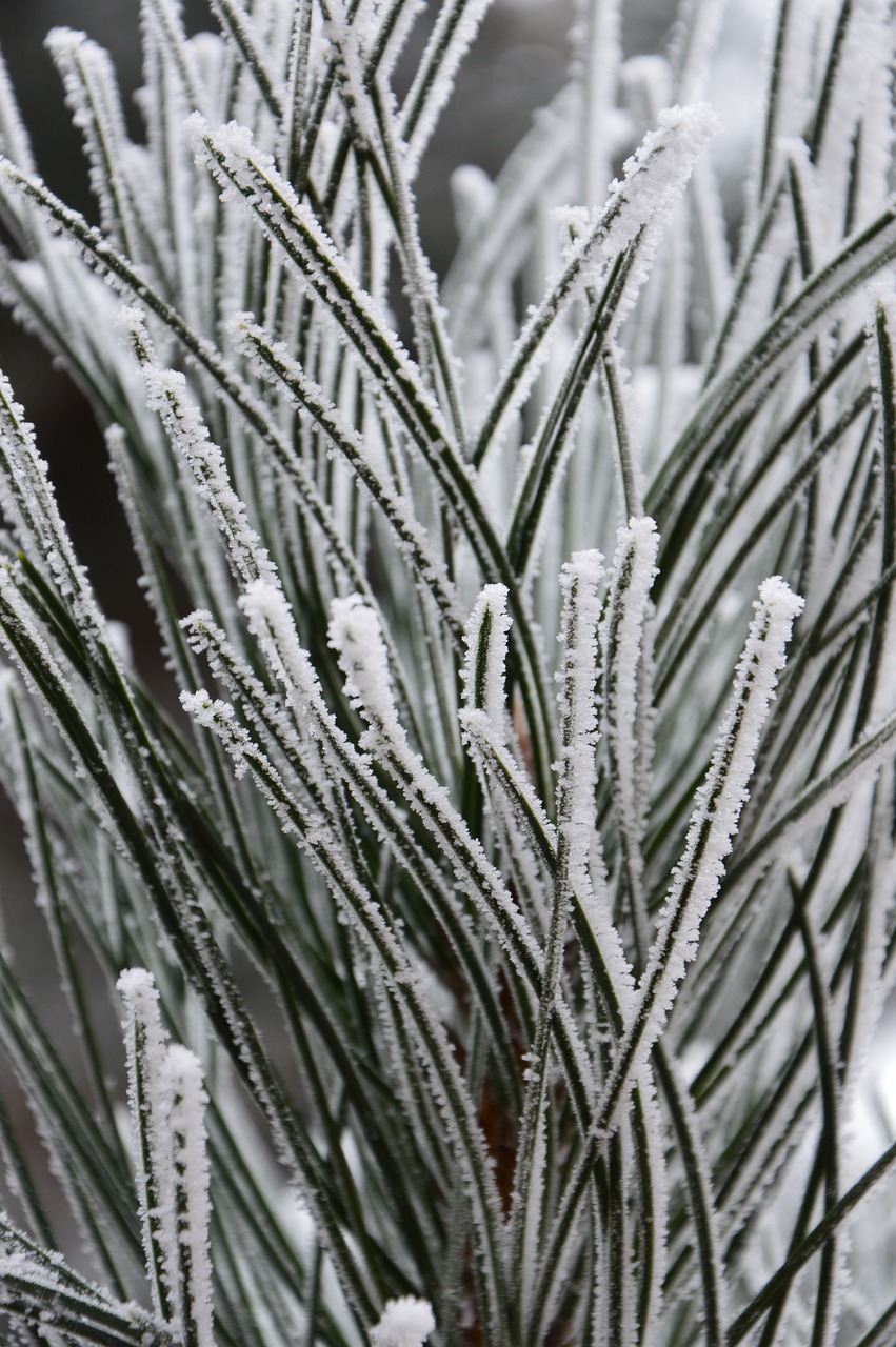 winter snow nature free photo