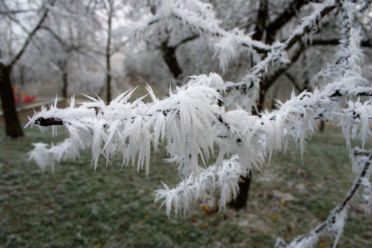 winter wonderland snow free photo