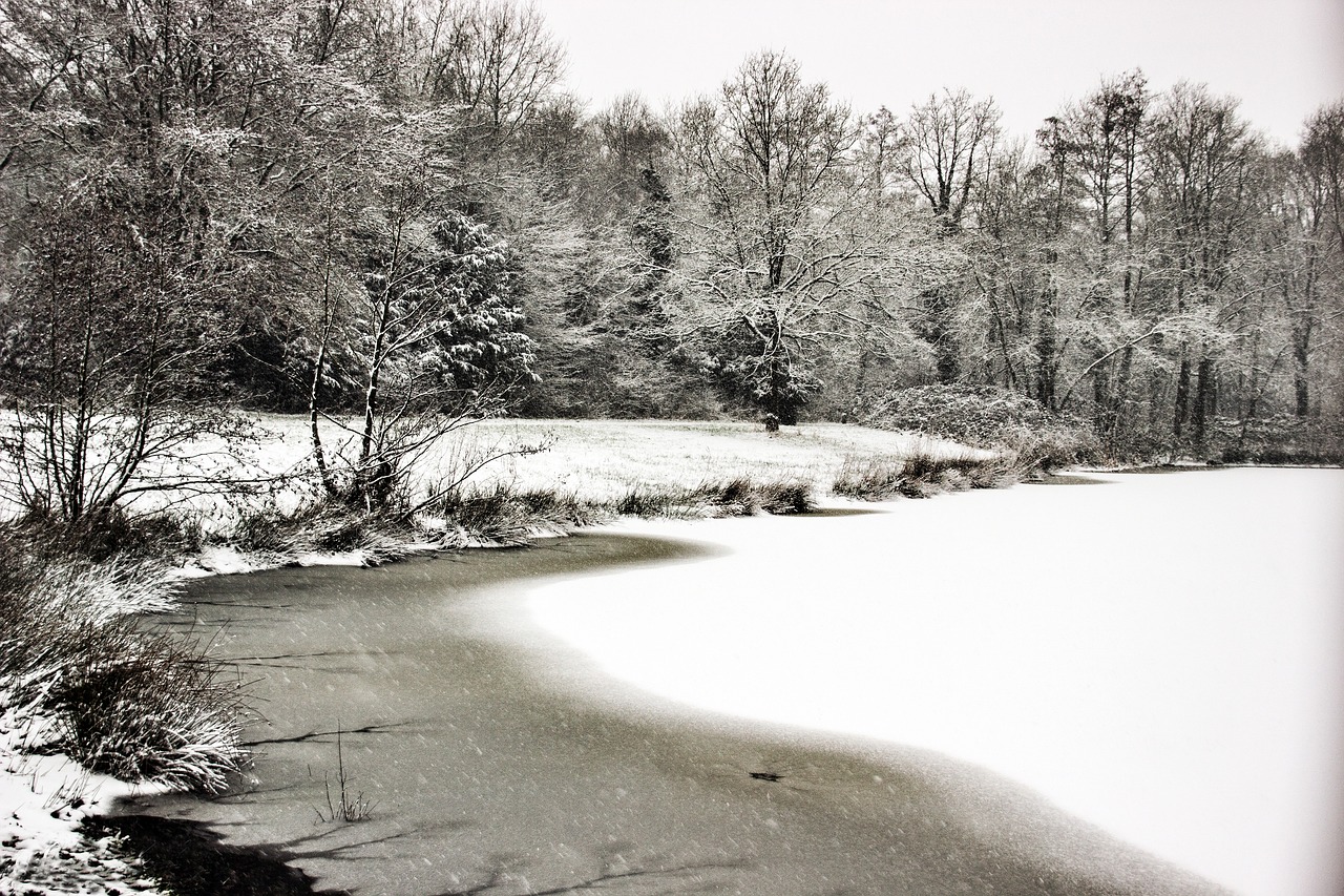 winter snow nature free photo