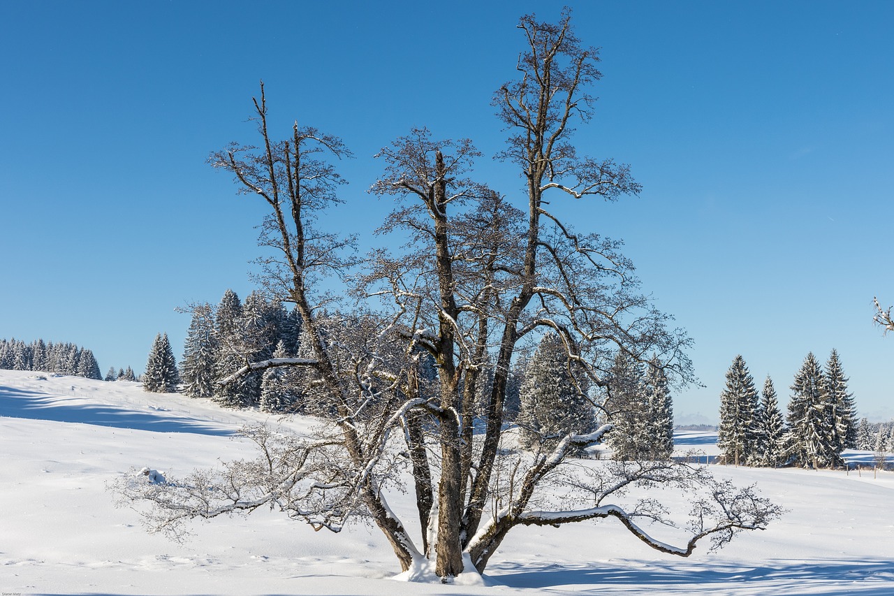 winter snow tree free photo