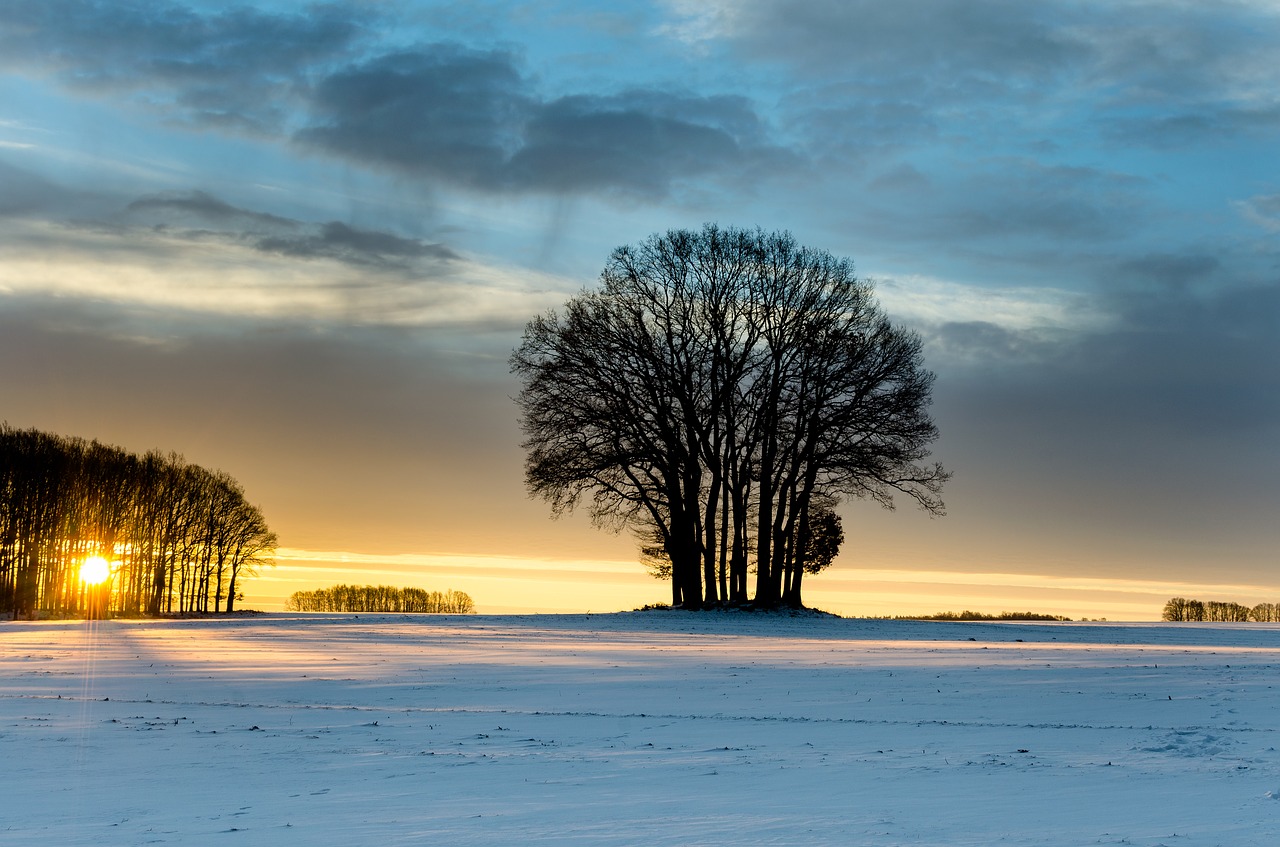 winter east tree free photo