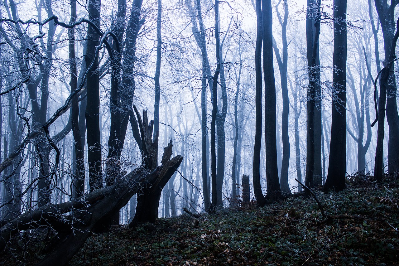 winter forest trees free photo