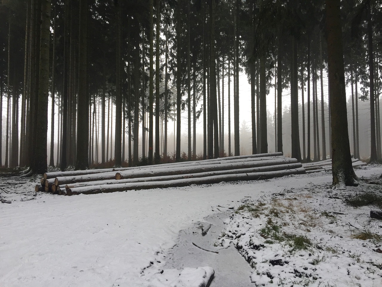 winter forest snowy free photo