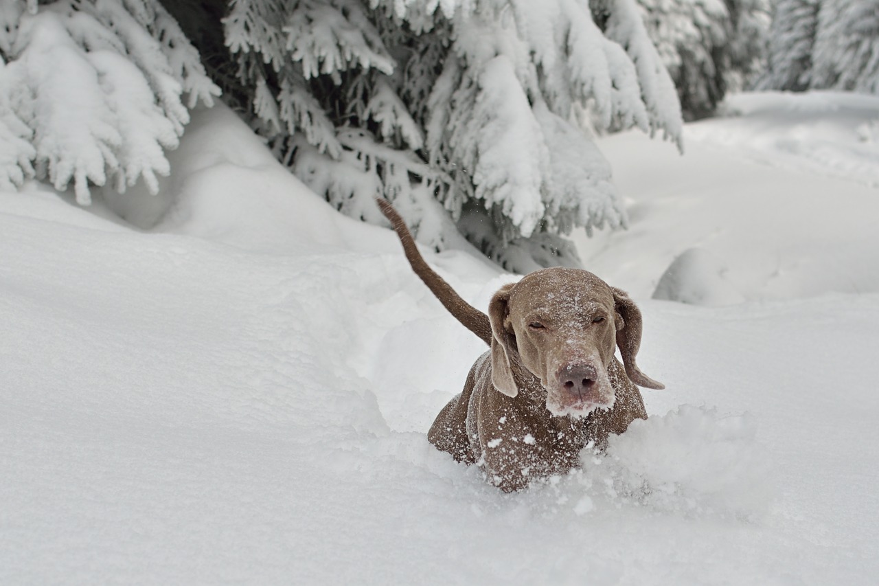 winter dog snow free photo