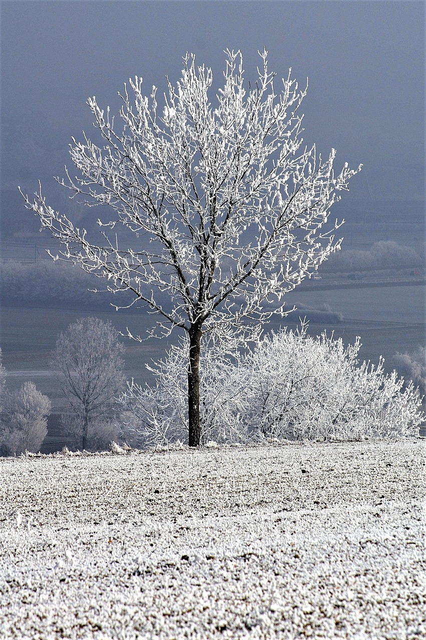 winter tree with snow wintry free photo