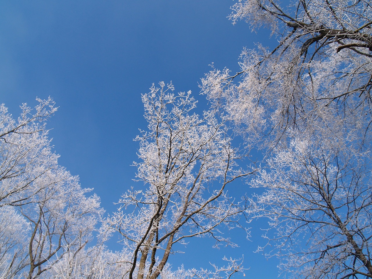 winter tree forest free photo