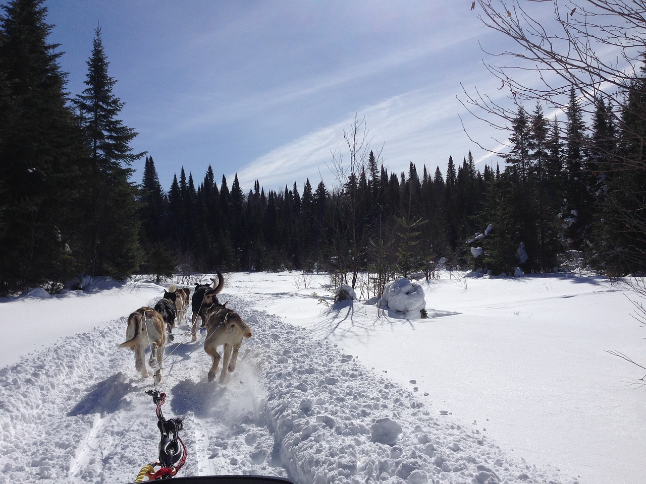 winter dog sledding husky free photo