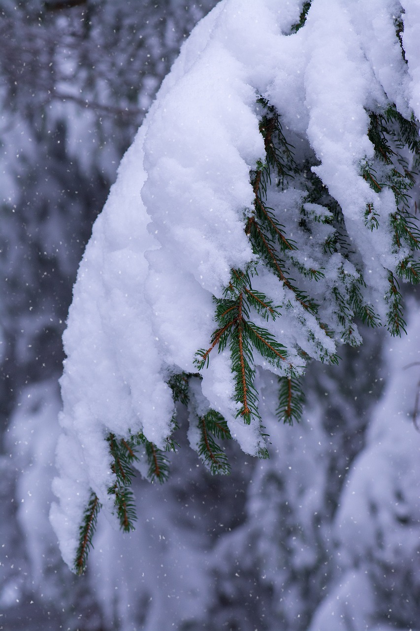winter branches conifers free photo