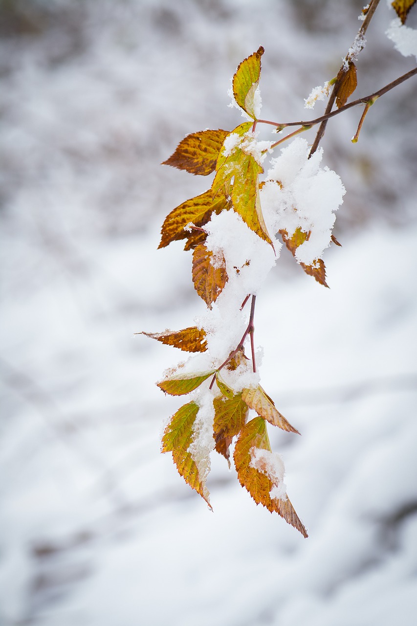 winter snow wintry free photo