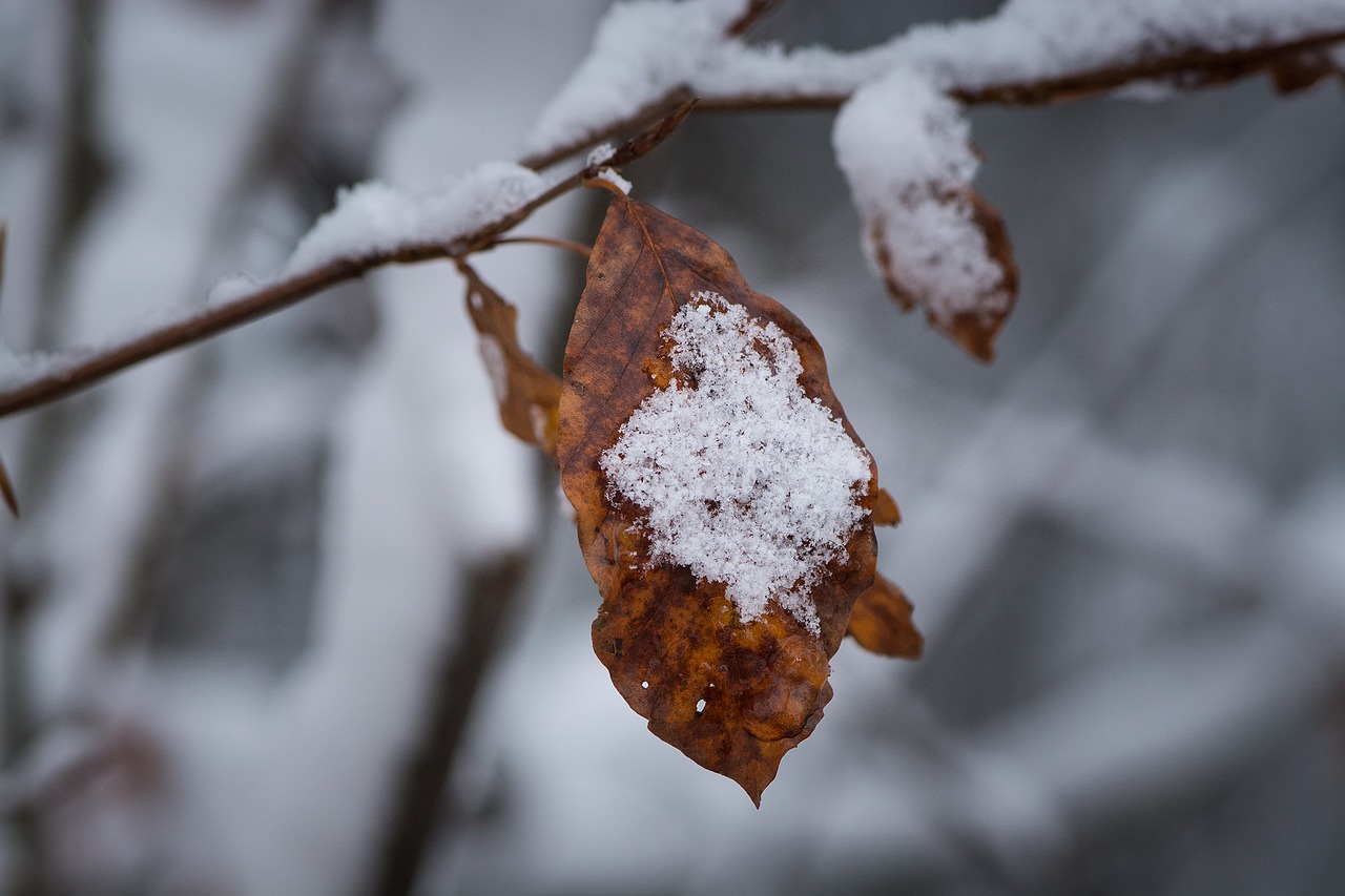 winter snow leaf free photo