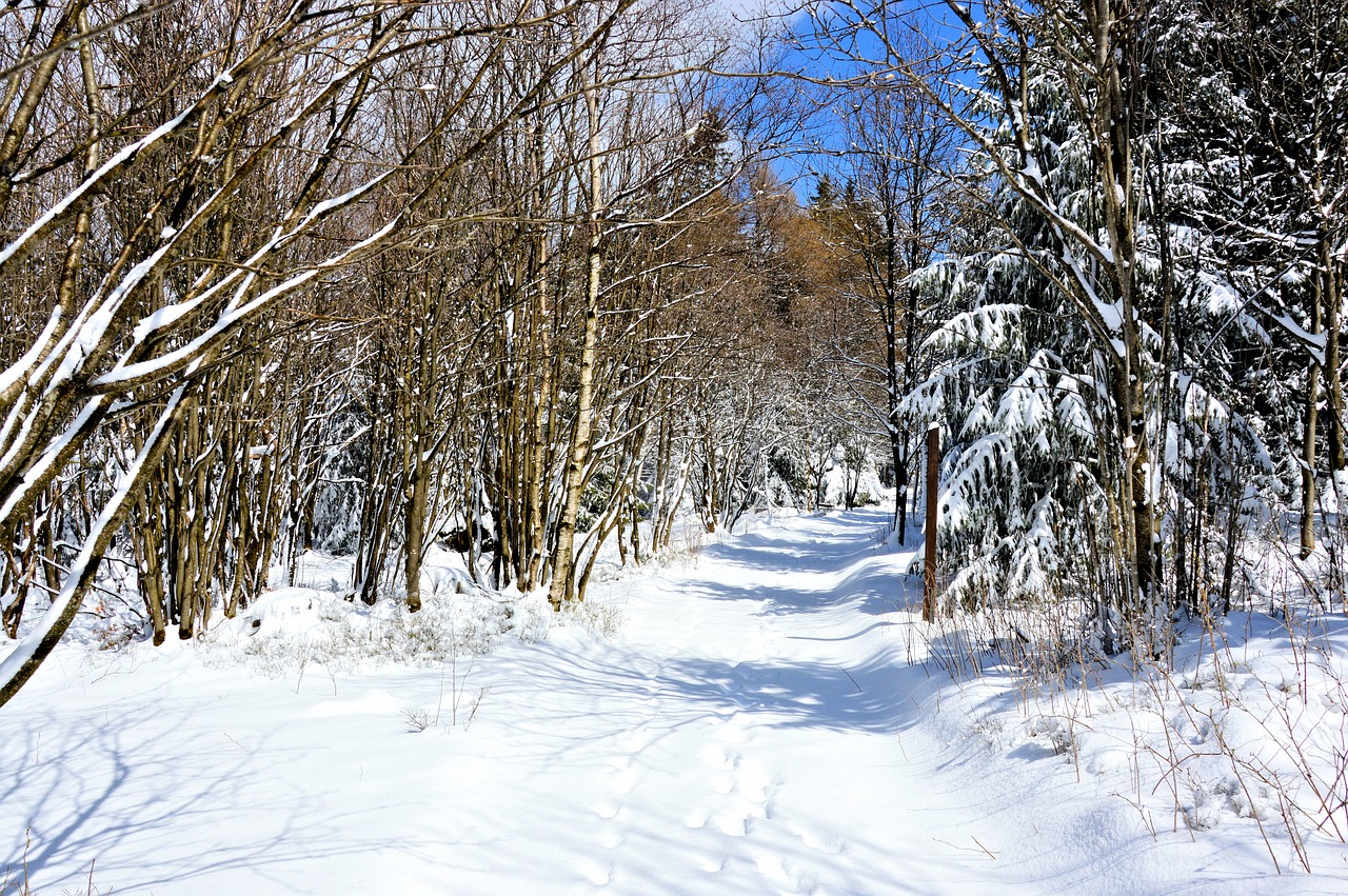winter forest snow free photo