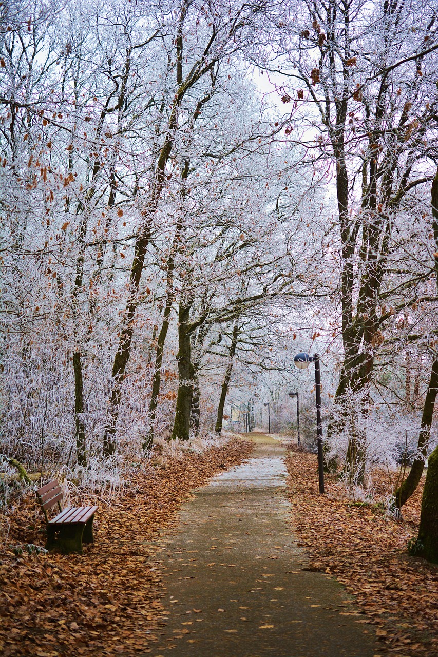 winter park hoarfrost free photo