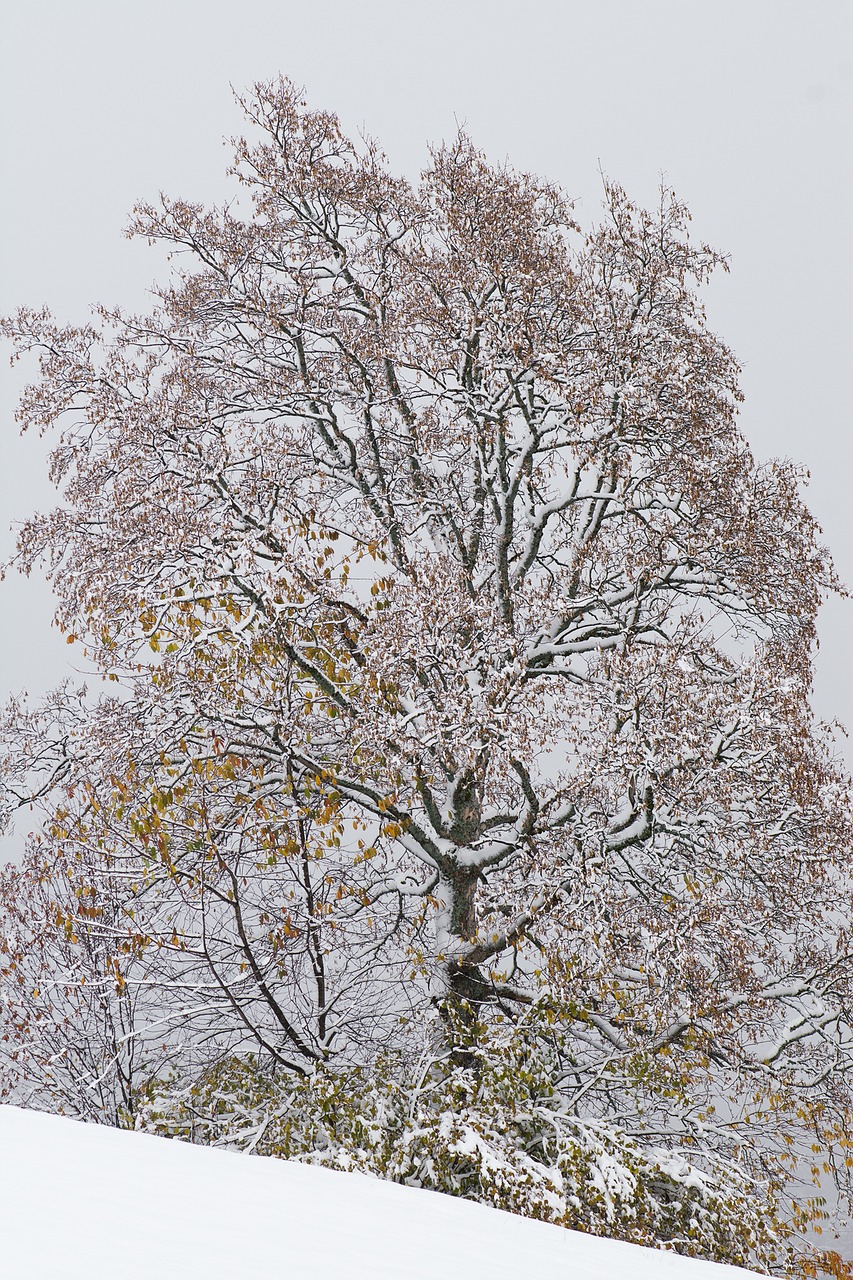 winter tree deciduous tree free photo