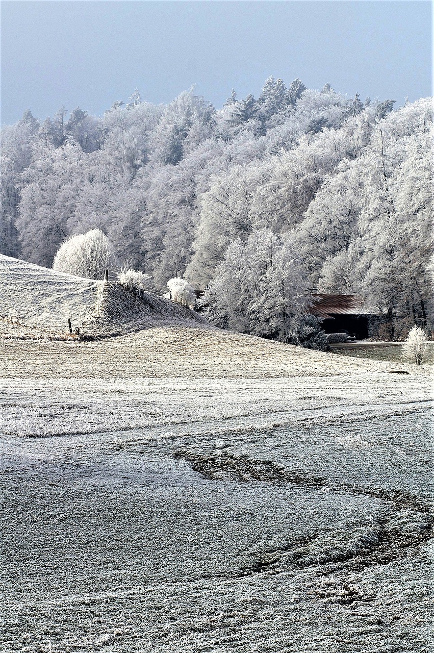 winter snow wintry free photo