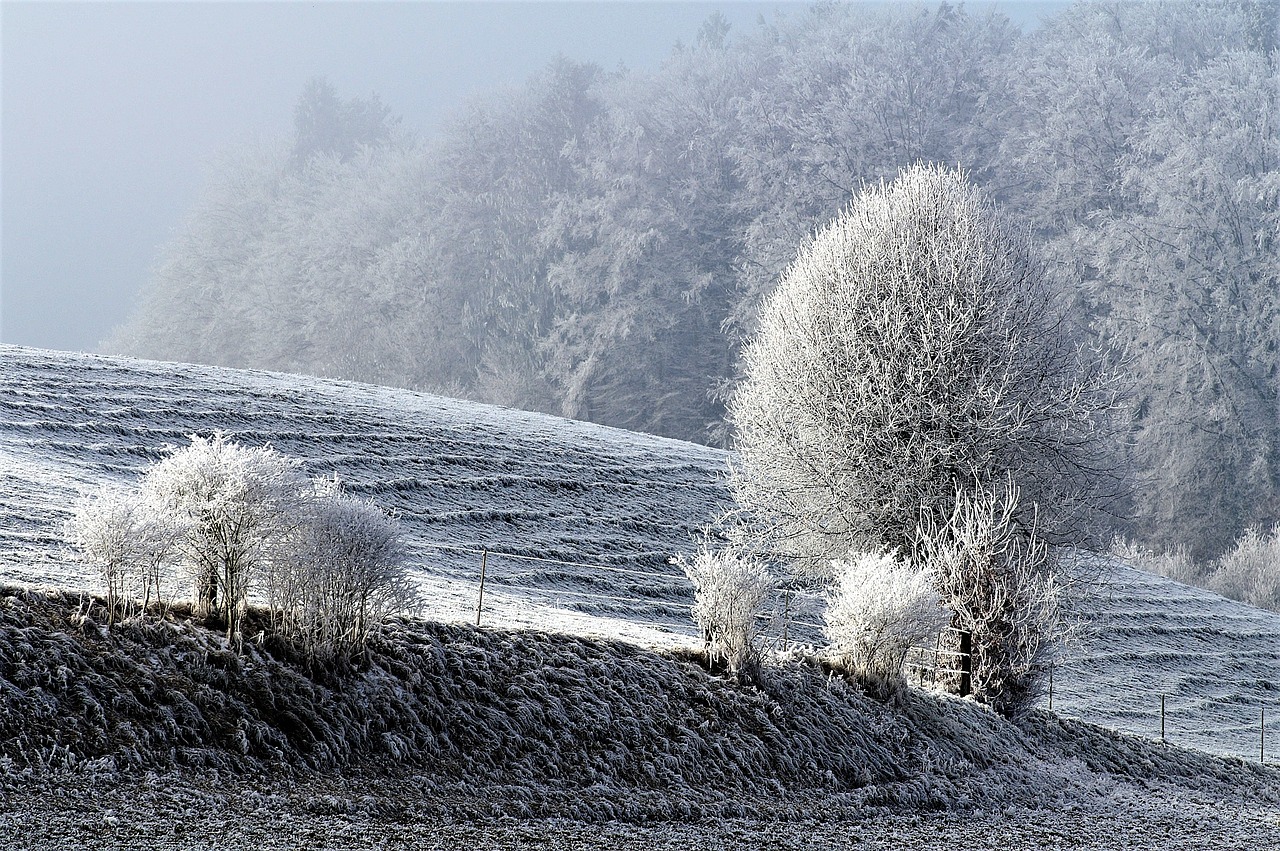 winter snow wintry free photo