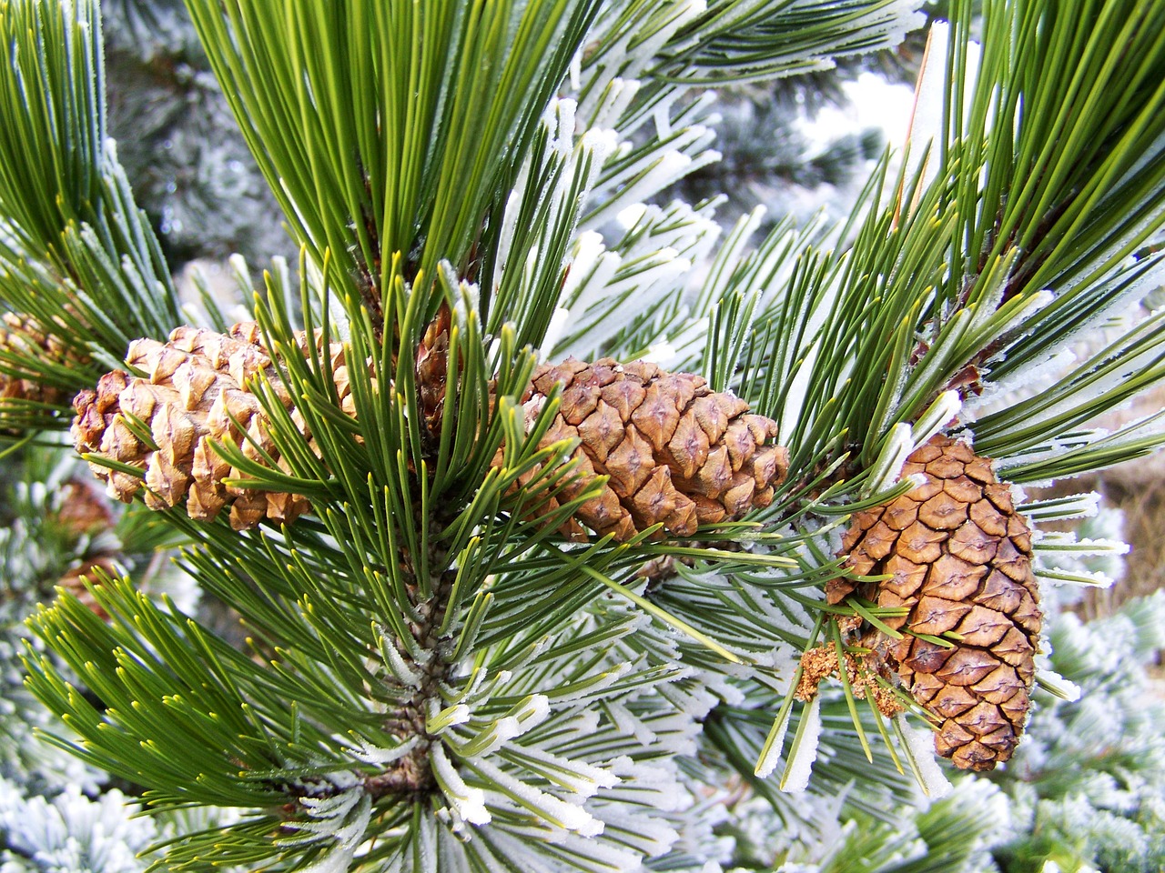 winter roan fenyőág frosted pine free photo