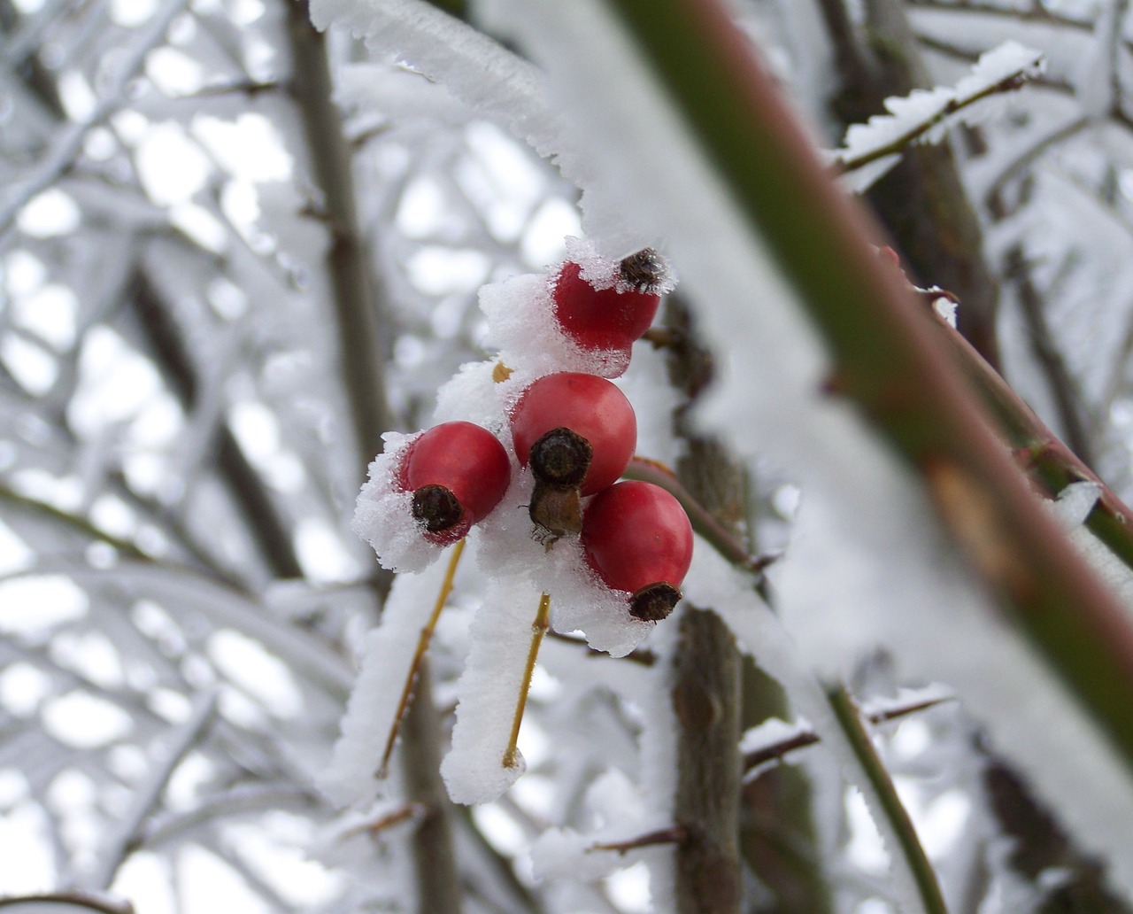 winter frosted rose hips rimy free photo