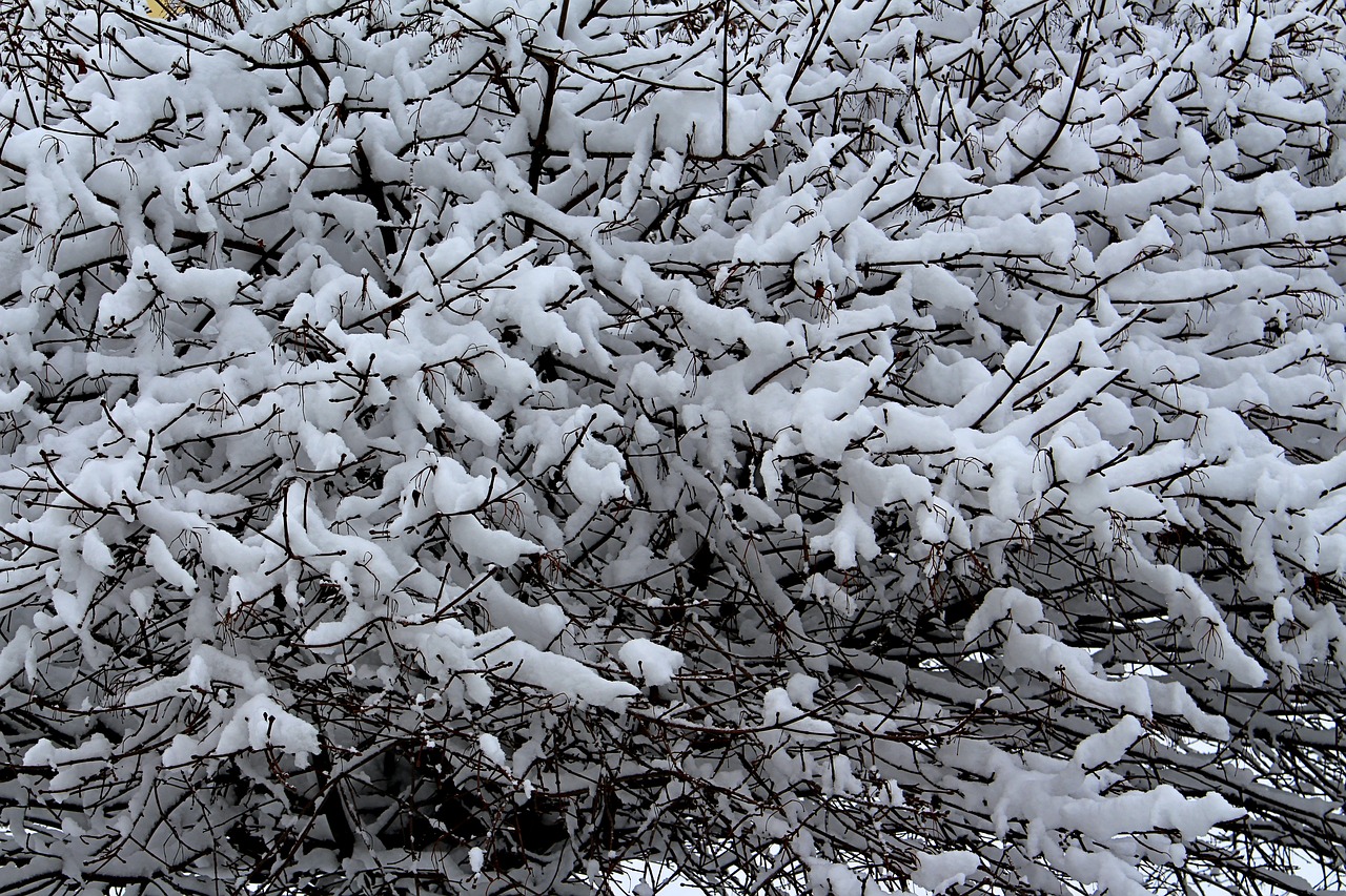 winter snow tree free photo