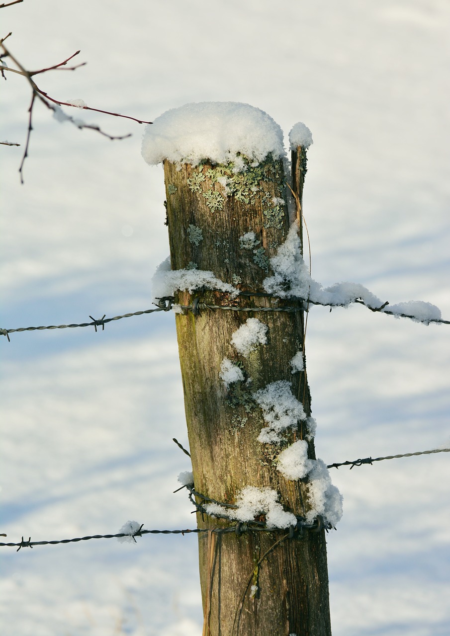 winter fence post snowy free photo