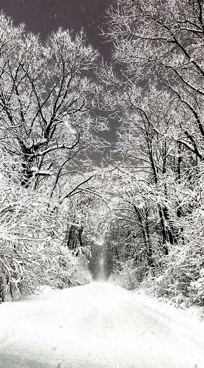 winter snow forest free photo