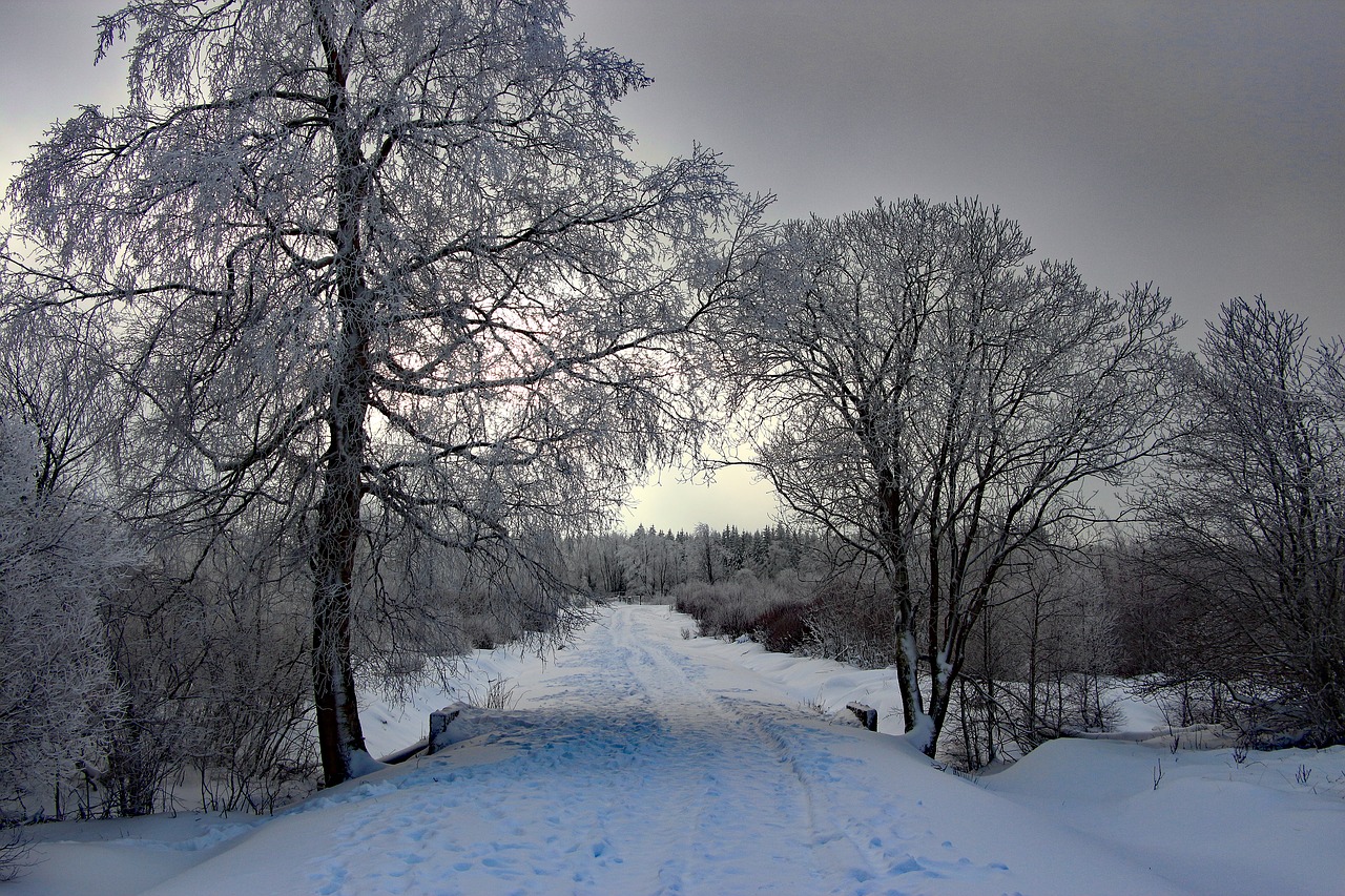 winter snow wintry free photo