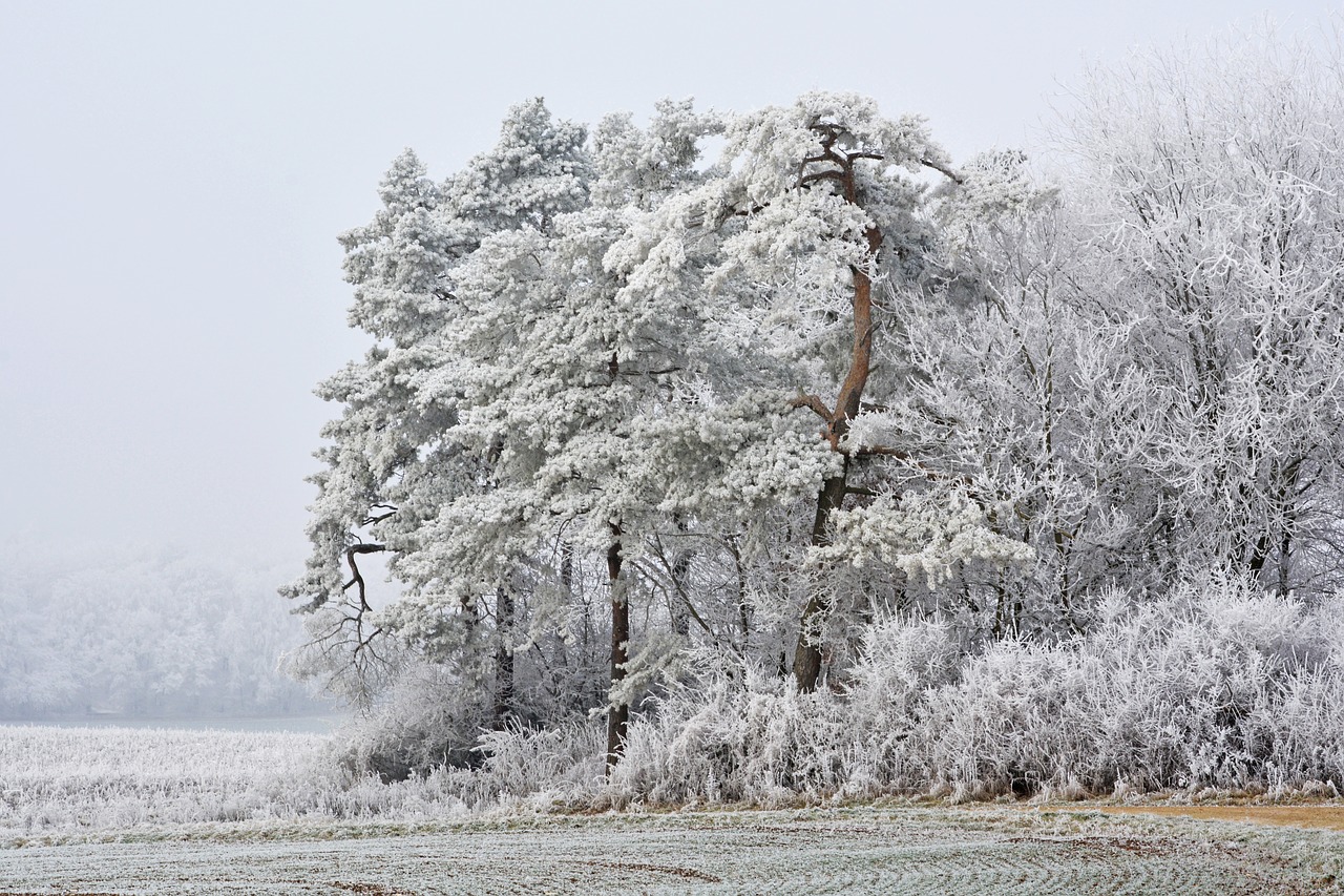 winter frost snow free photo