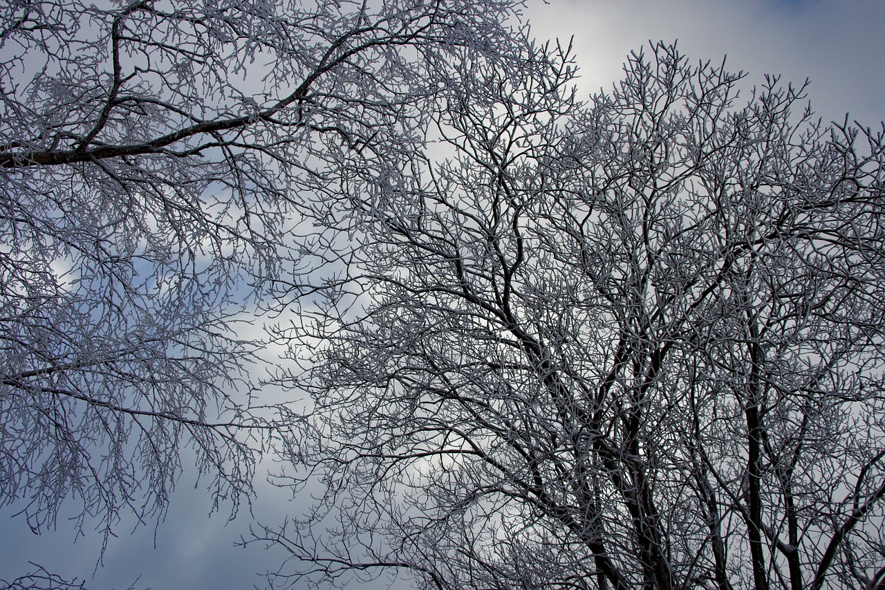 winter tree wintry free photo