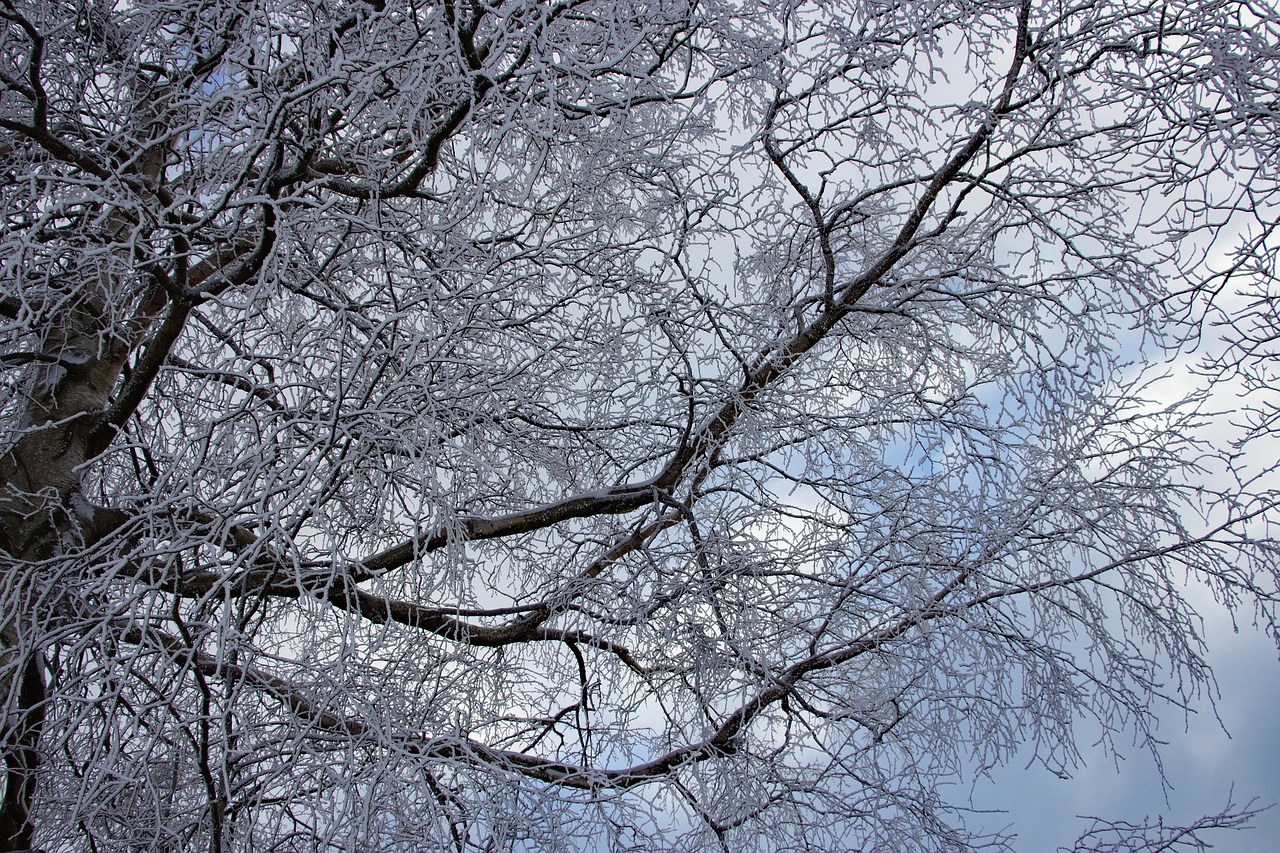 winter tree wintry free photo