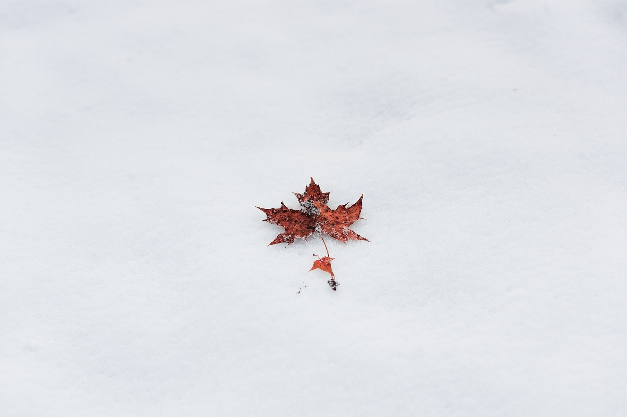 winter maple minimalist free photo