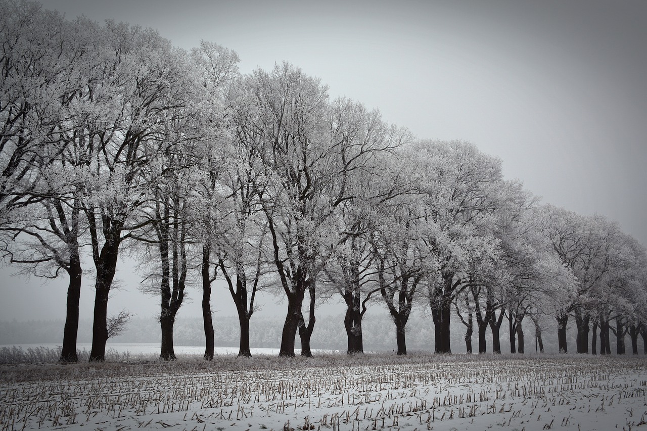 winter trees avenue free photo