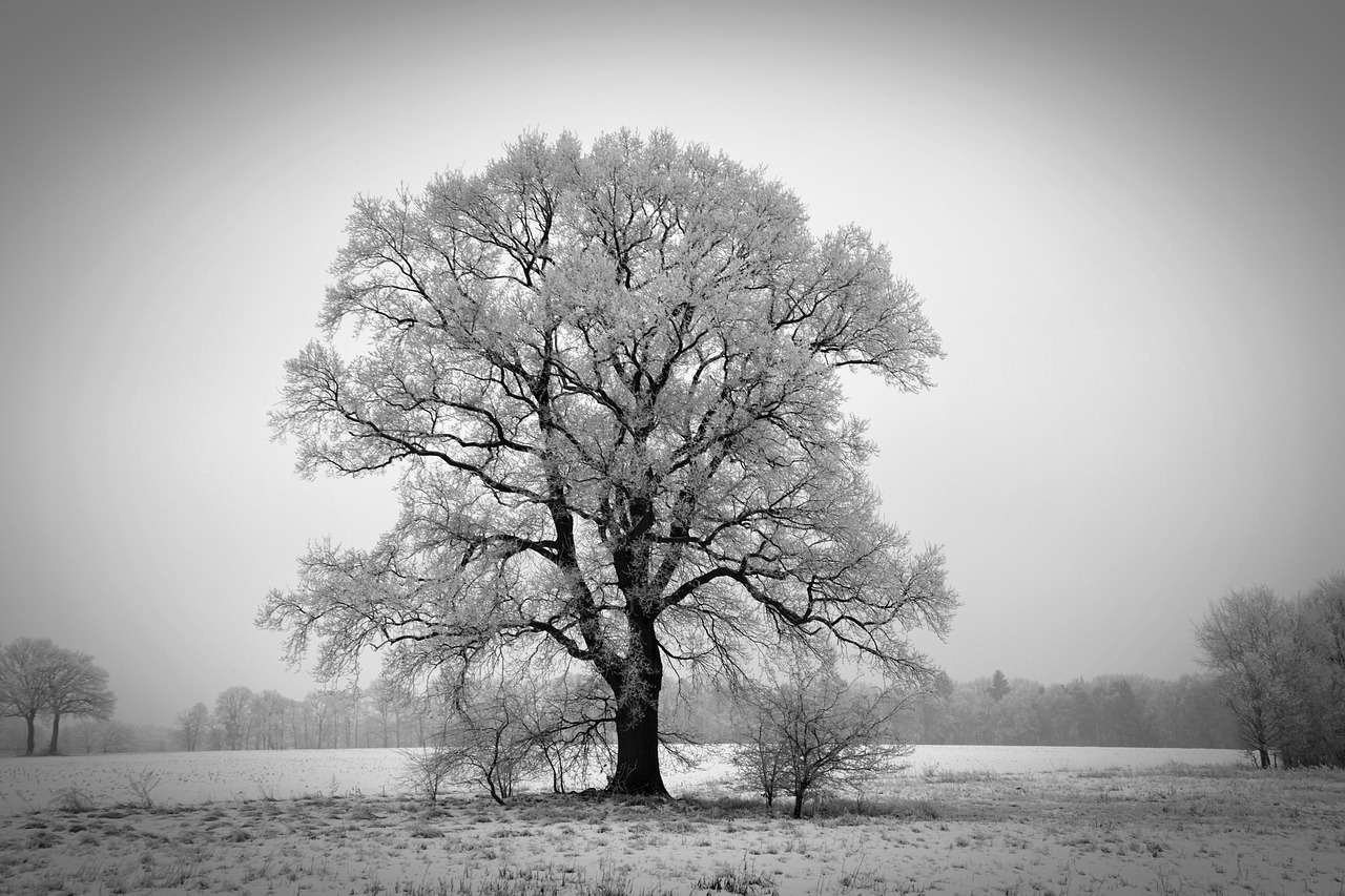 winter tree winterbaum free photo