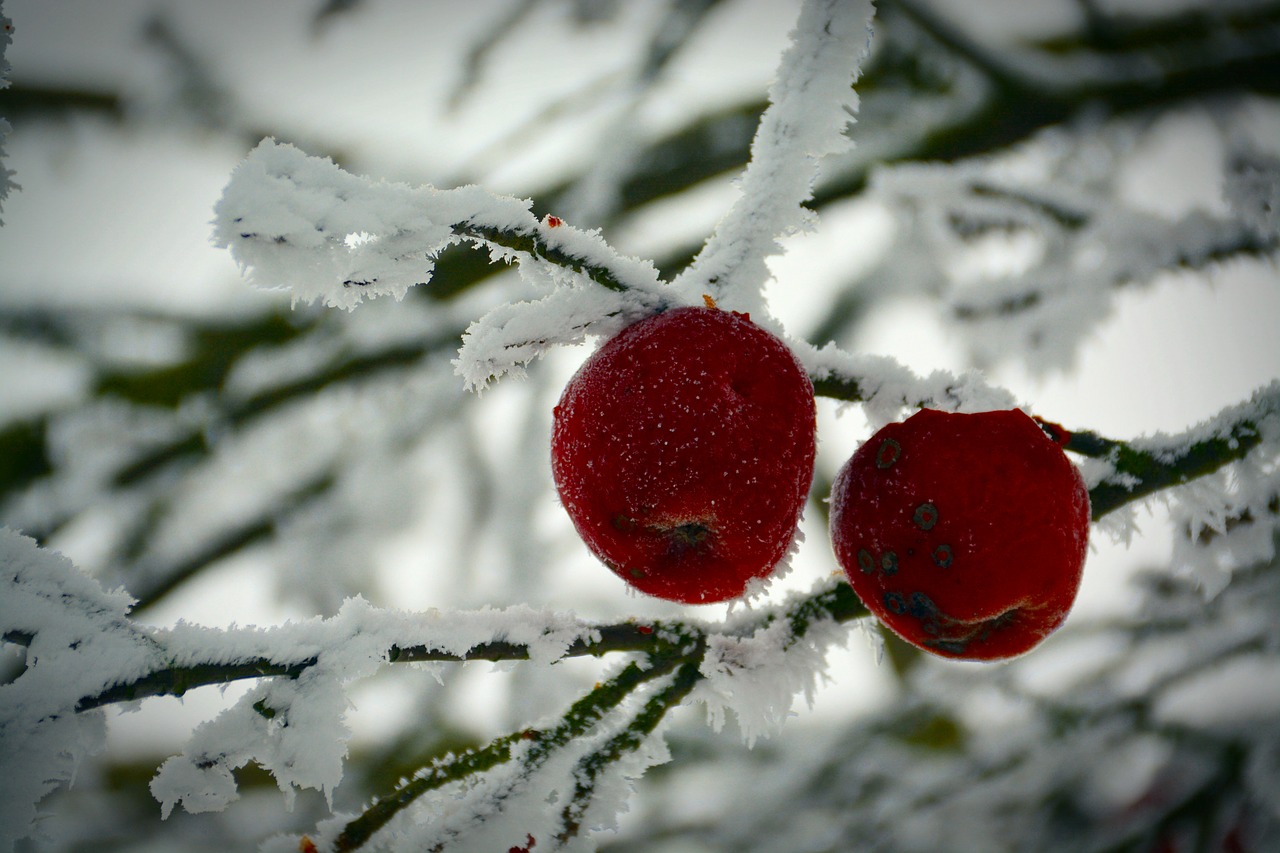 winter apple cold free photo