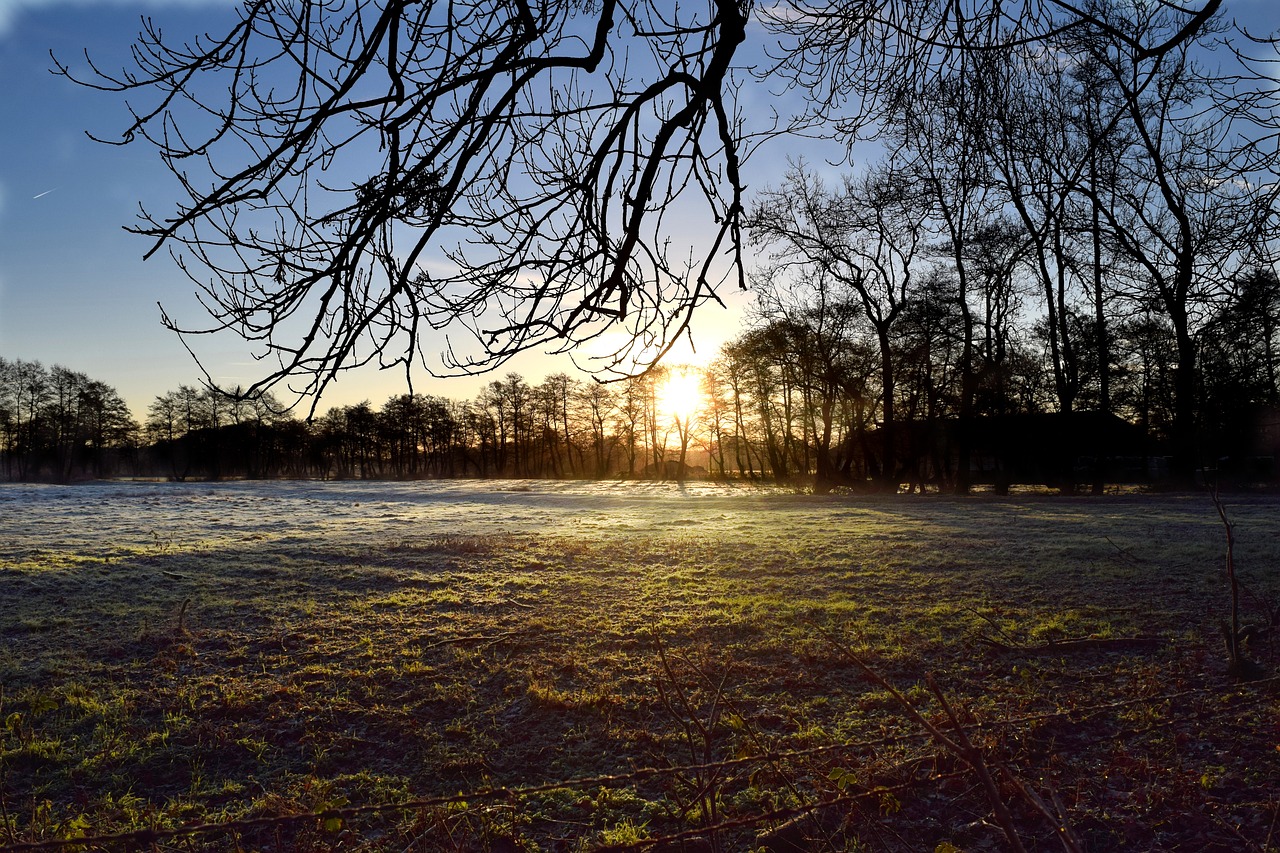 winter frost tree free photo