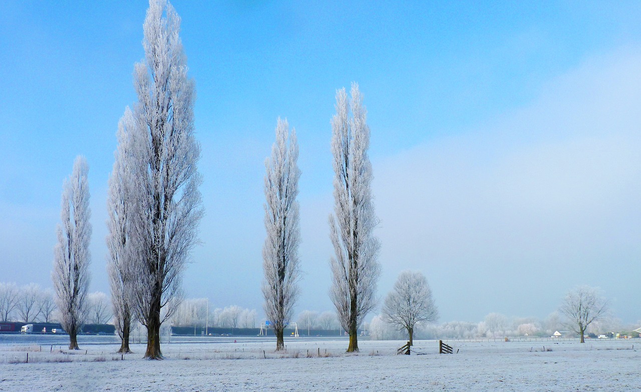 winter trees ripe free photo