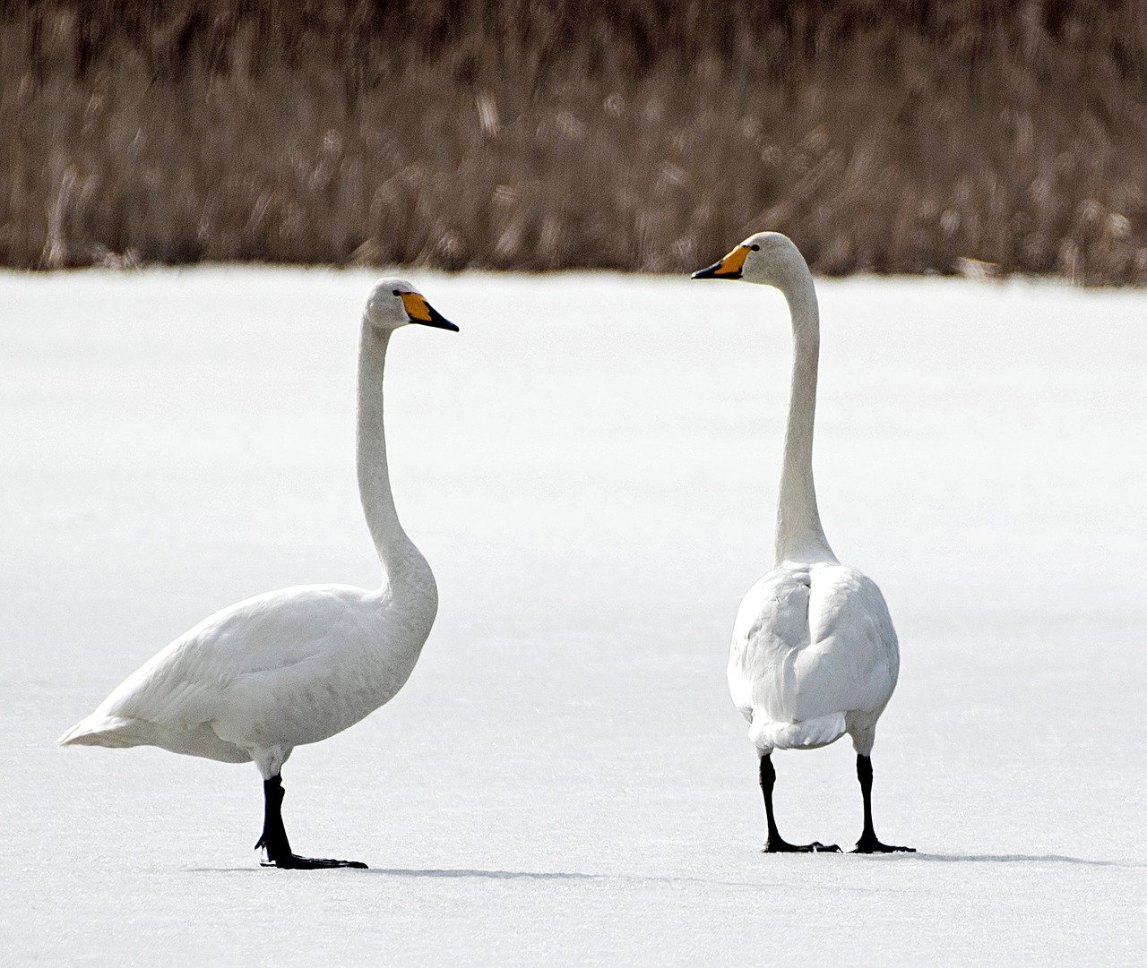 winter frost swan free photo