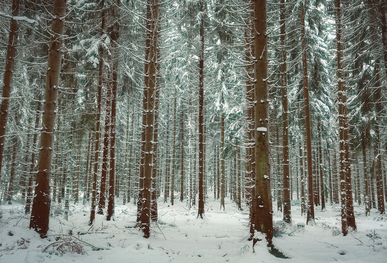 winter snow trees free photo