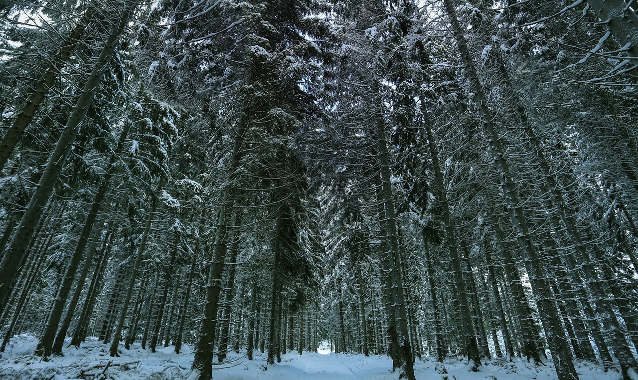 winter snow winter forest free photo