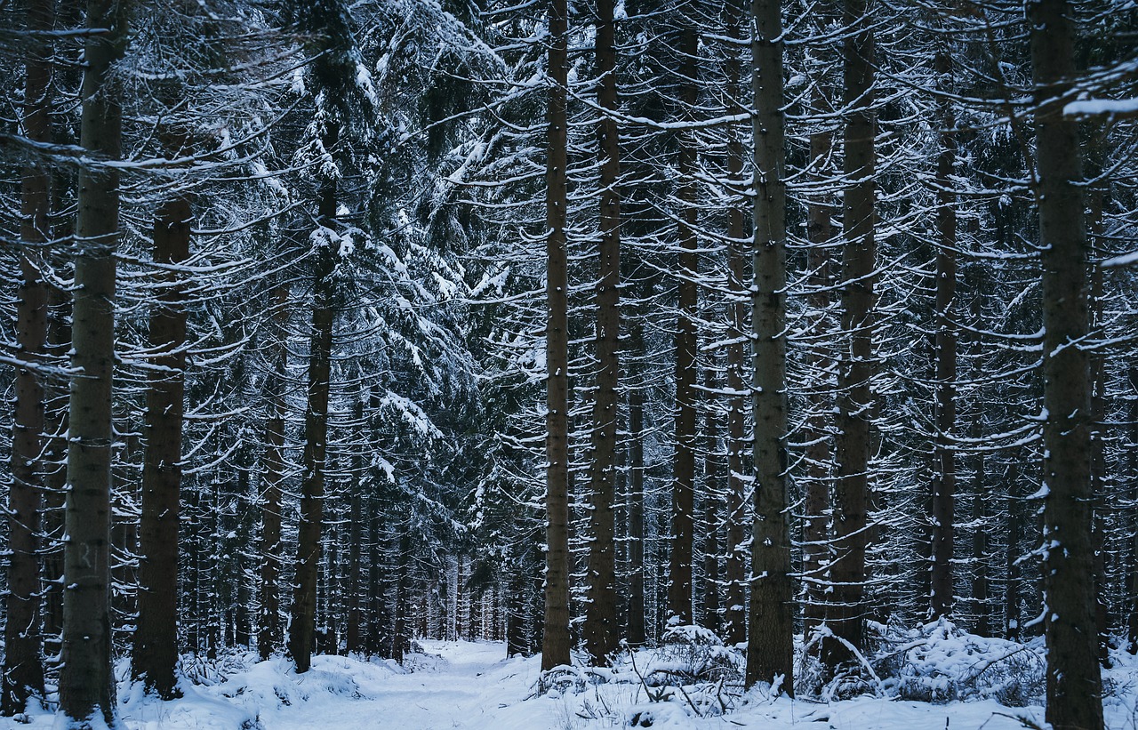 winter snow winter forest free photo