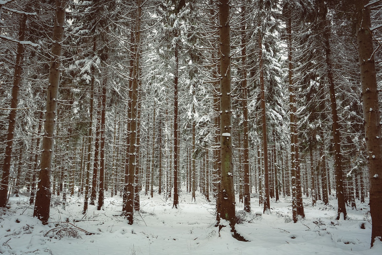 winter snow winter bushes free photo