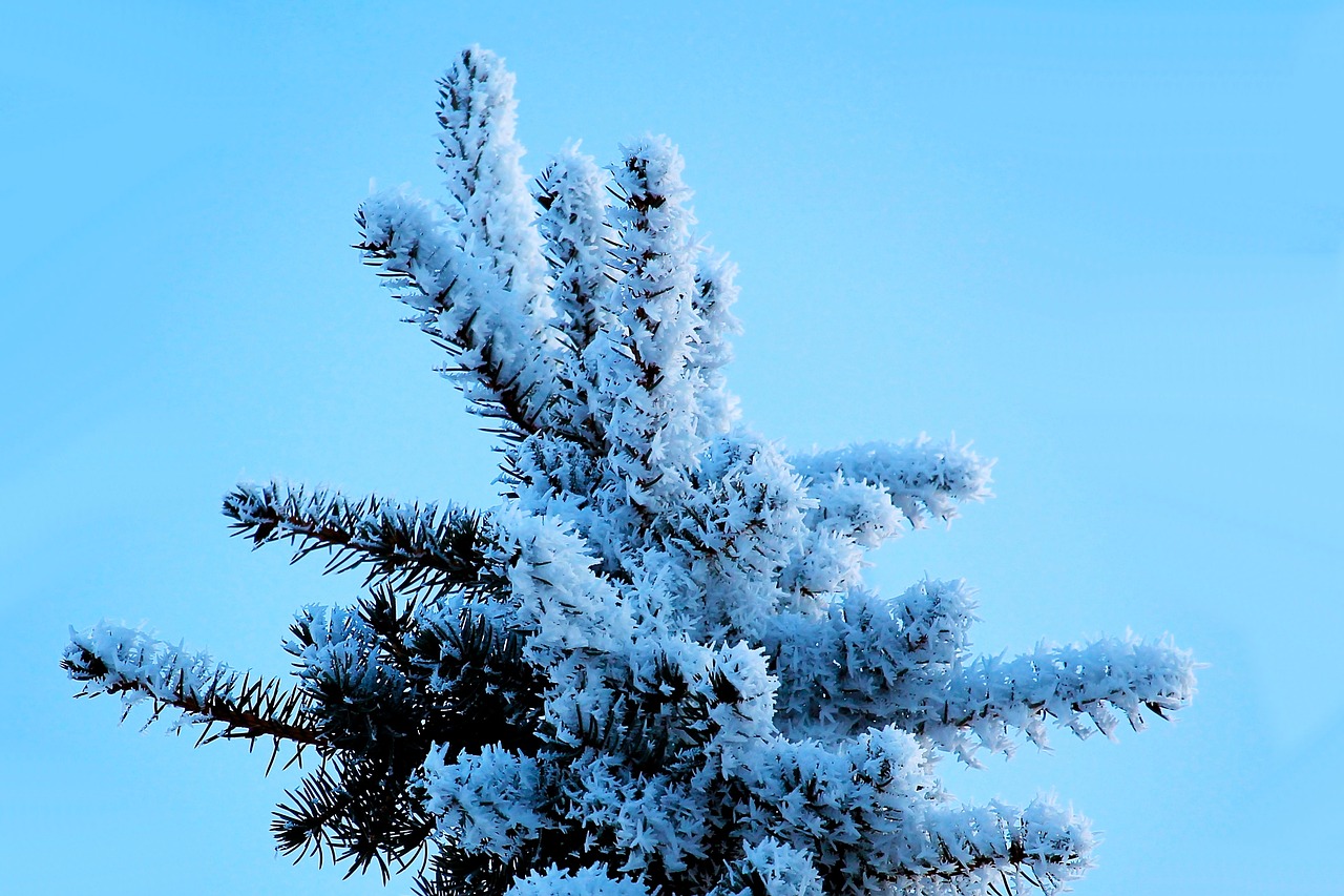 winter hoarfrost snow free photo