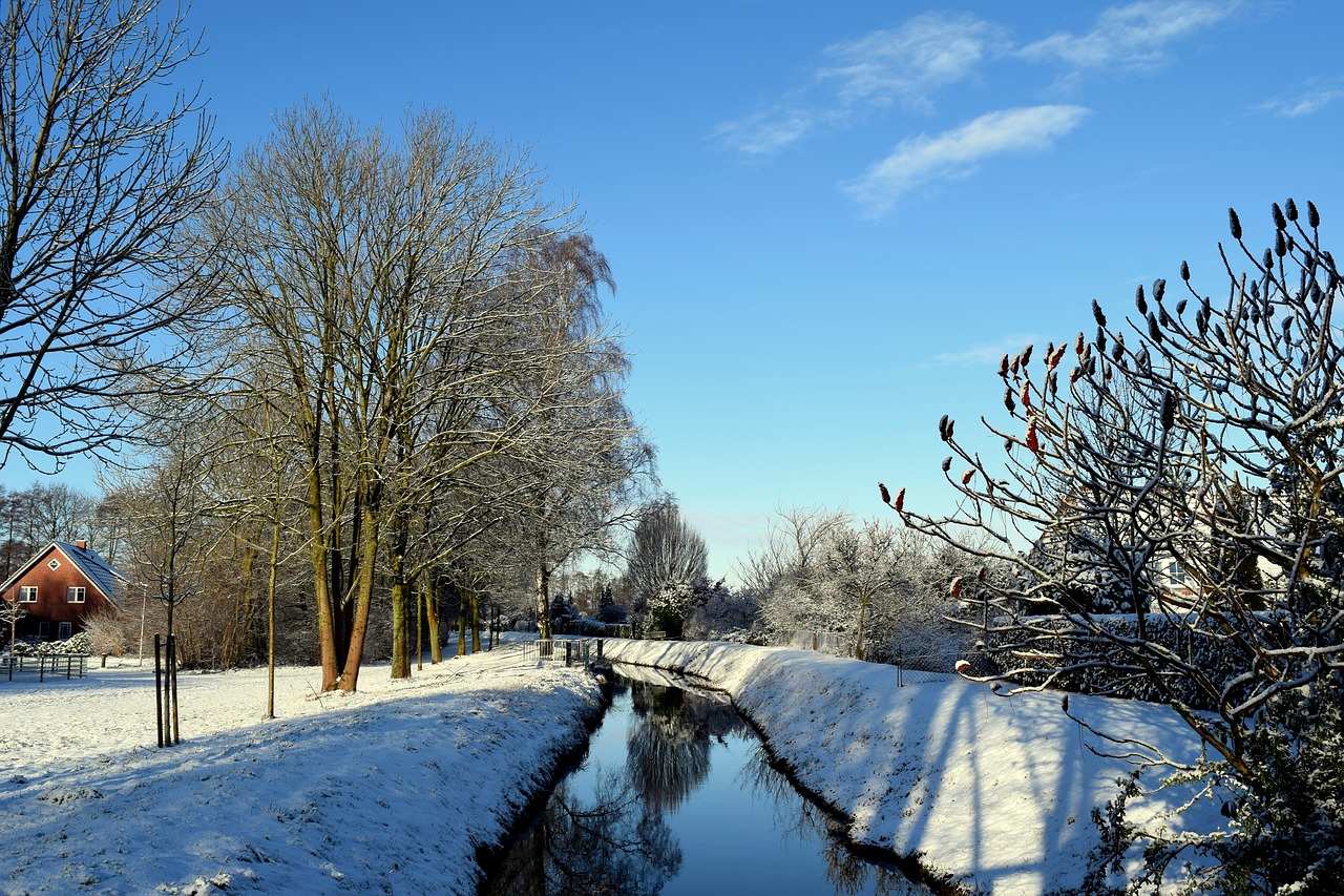 winter bach tree free photo