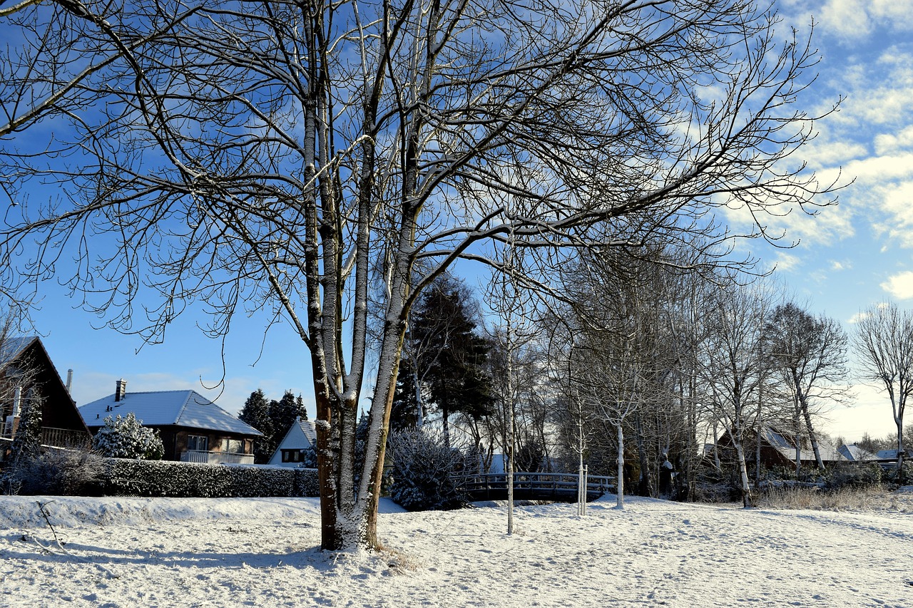 winter trees bridge free photo