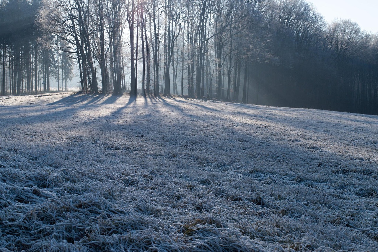 winter nature frost free photo