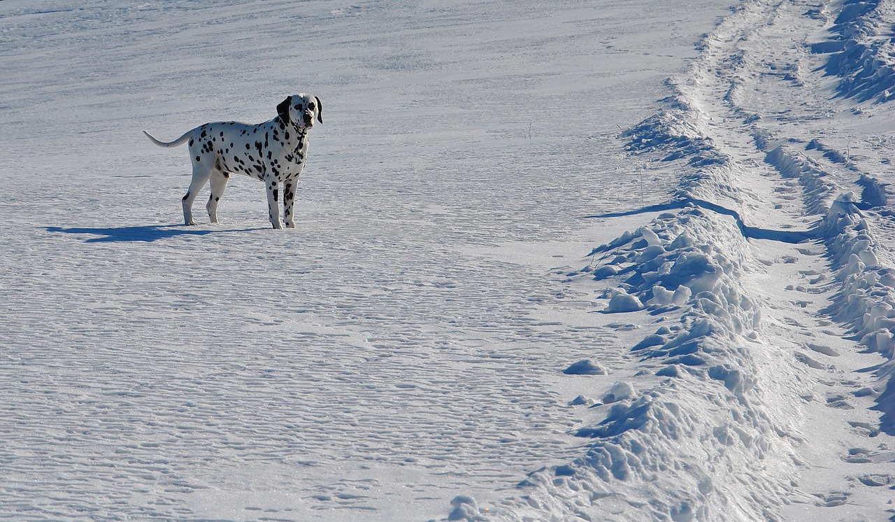 winter snow dog free photo