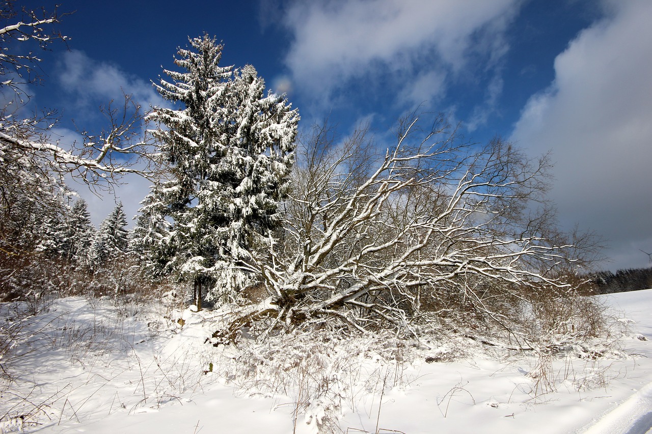winter spruce tree free photo