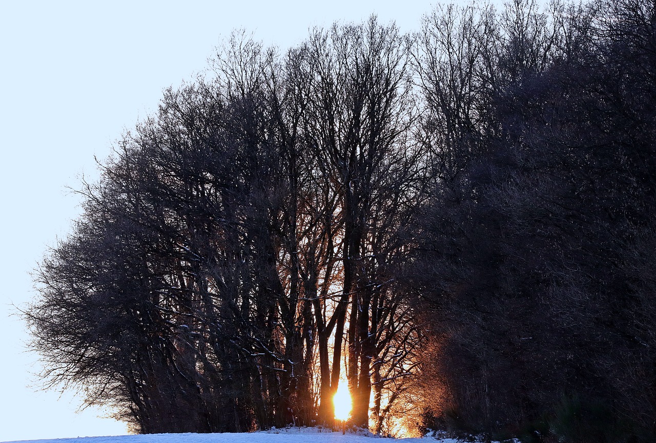 winter evening sun snow free photo